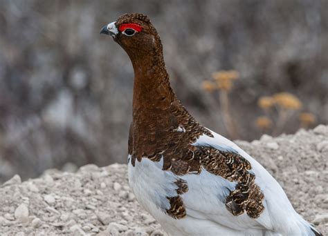 Willow Ptarmigan - Owen Deutsch Photography