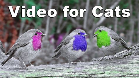 Videos for Cats to Watch - Robin Birds of Many Colours Chirping and ...