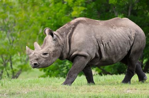 US to allow trophy hunter to import body of rare black rhino