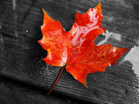 Canada Maple Leaf Wallpapers - Top Free Canada Maple Leaf Backgrounds - WallpaperAccess