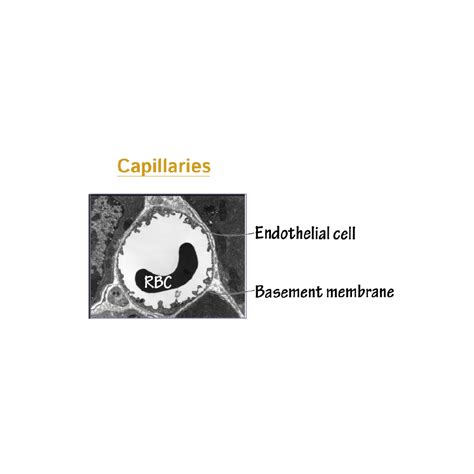 Histology Glossary: Capillary | Draw It to Know It