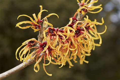 Flower of Witch Hazel in Early Spring. Stock Photo - Image of pallida ...