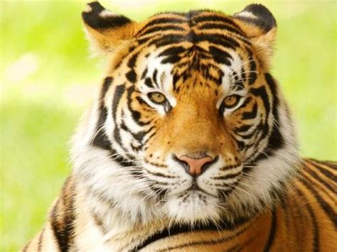 10 Interesting Bengal Tiger Facts | My Interesting Facts