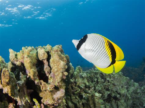 Coral Reef Close-up: Mucus Munchers - Coral Reef Alliance