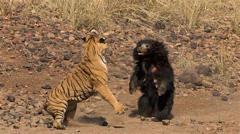 Fіeгсe Bаttɩe Between Tiger & Sloth Bear In Maharashtra’s Tadoba National Park – Homie Daily