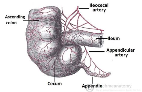 The Appendix - Retrocecal - Arterial supply - Appendicitis - TeachMeAnatomy