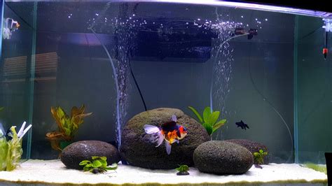 Best goldfish aquarium setup - plorasheet