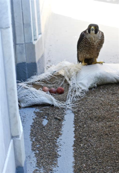 UC Berkeley: Peregrine falcon nest on campus landmark