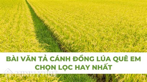 Bài văn tả cánh đồng lúa quê em chọn lọc hay nhất