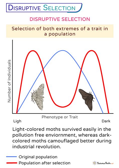 Disruptive Selection - Definition, Examples, and Graph