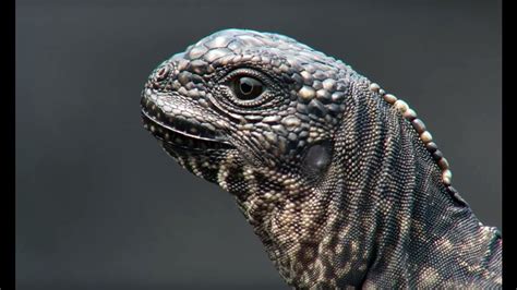 Planet Earth II: Iguana vs. Snakes