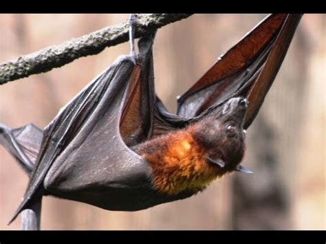 MEGABAT! Flying Fox - Species Spotlight - YouTube