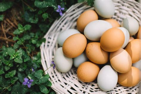 Are Eggs Dairy? NO. And Here's Why - Recipes.net