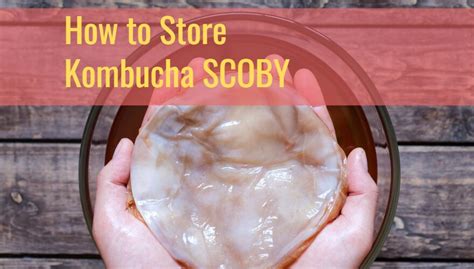 Best Way to Store Kombucha SCOBY - 4 Options - Kombucha Flavors