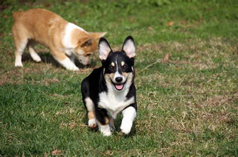 Wild running Corgi puppy Free Photo Download | FreeImages