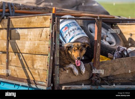 Dog relaxing in the bed of a pickup truck Stock Photo - Alamy