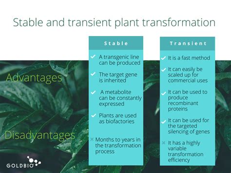 An Overview of Stable and Transient Transformation | GoldBio