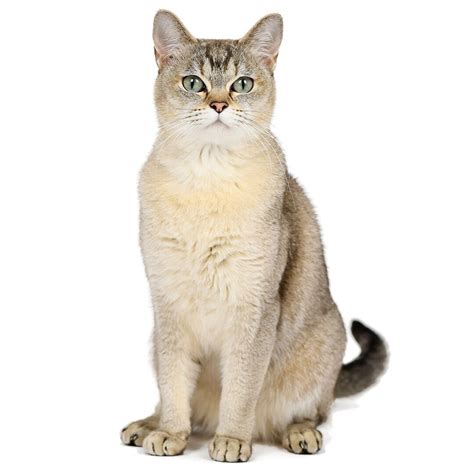 Burmilla Cat Breed Information | Purina UK