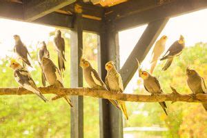 Bird Gardens of Naples | Bird garden, Naples, Naples florida