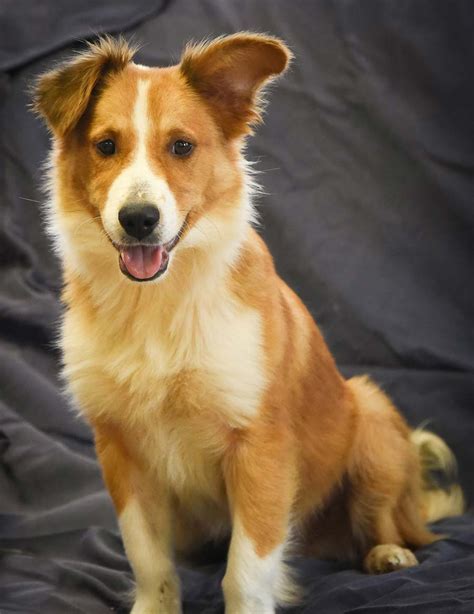 Lucky the Corgi Mix - DogPerDay