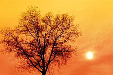 Early Morning Tree Free Stock Photo - Public Domain Pictures