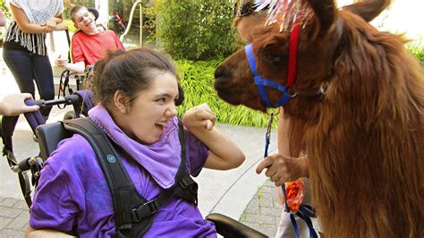 Benefits of Therapeutic Animals - Llama Therapy