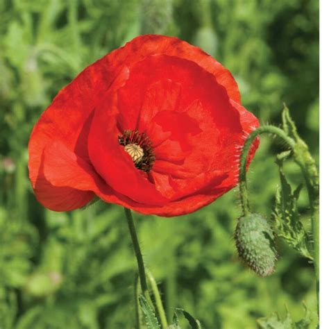 Corn Poppy - Flower Seed - Aeseeds