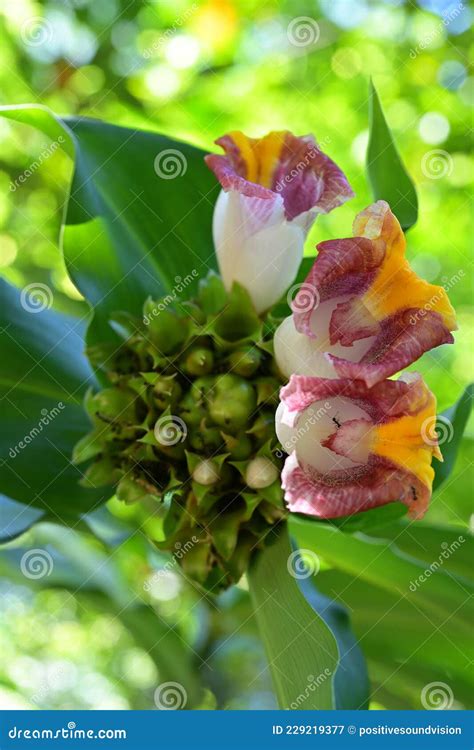 Close-up Macro Shot of Flowers of Costus Lucanusianus or African Spiral Flag Plant Stock Image ...