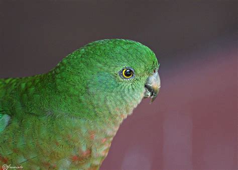 Female King Parrot | BIRDS in BACKYARDS