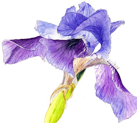 Helen Campbell Art | Vibrant Iris Small