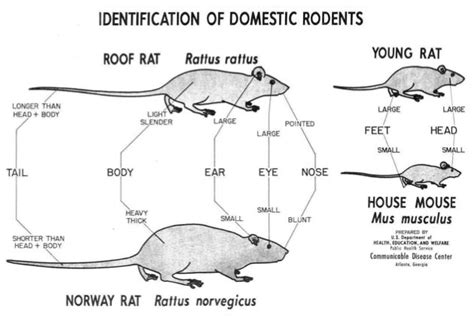 Difference Between A Rat And A Mouse - cloudshareinfo