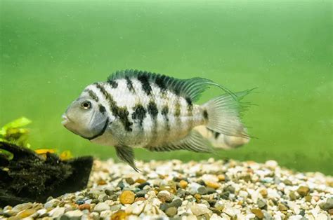 Convict Cichlid Care Guide & Species Profile | Fishkeeping World