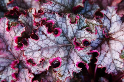 15 Heuchera Varieties That Can Transform Your Shaded Garden