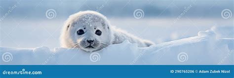 A baby seal lying in snow stock illustration. Illustration of generated ...