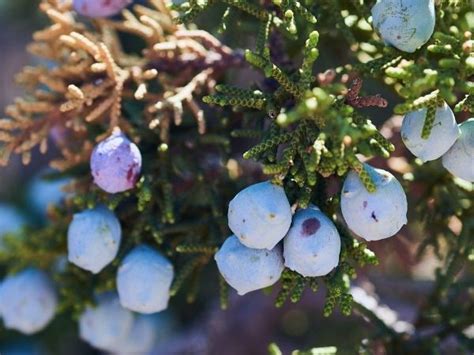 6 Lesser-Known Health Benefits Of Juniper Berries - Boldsky.com