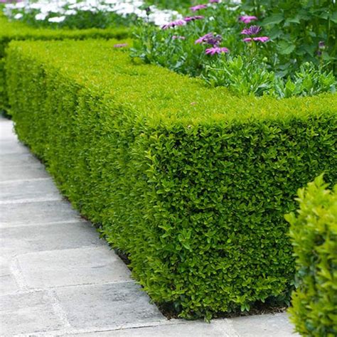 Boxwood Shrubs for Sale | FastGrowingTrees.com