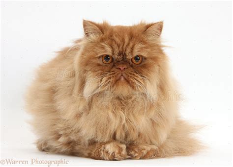 Ginger Persian male cat photo WP34595