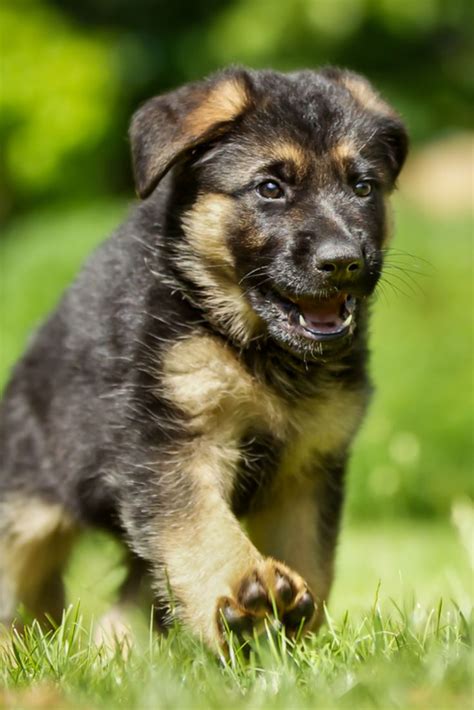 Six week old pedigree german shepherd puppy outdoors on a sunny day. # ...