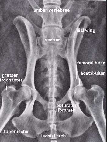 Pelvis anatomy - The Institute of Canine Biology