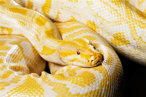 Albino Carpet Python Facts | www.resnooze.com