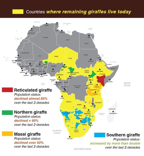 The Problem | Save Giraffes Now | Why Giraffes? Why Now?