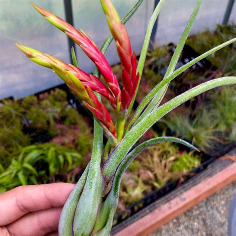 Caput Medusae (Beginner Friendly!) | Air Plant Hub