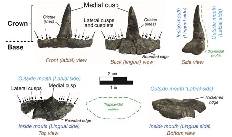 Fossil of the month: Saivodus sp.