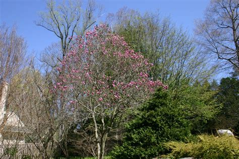 Magnolia 'Susan' – Ballyrobert Gardens