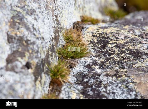 Macrophoto of Deschampsia antarctica isolated, the Antarctic hair grass ...