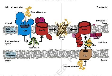 Figure 5 from Assembly of β-barrel proteins in the mitochondrial outer ...