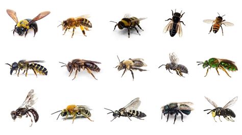 Identifying Types Of Bees