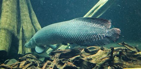 Arapaima: Characteristics, Diet, Facts & More [Fact Sheet]