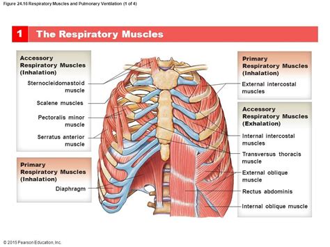 Cynical Anatomy : Muscles of Respiration