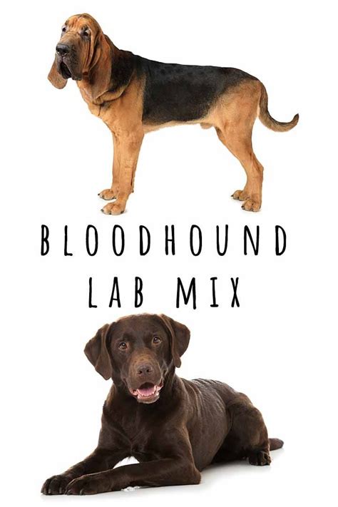 A Bloodhound Lab mix puppy is usually friendly, energetic, and ...